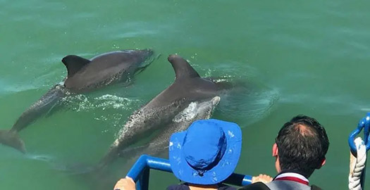 LeBarge-Dolphin-Manatee-Watch-Cruise-Category-Header
