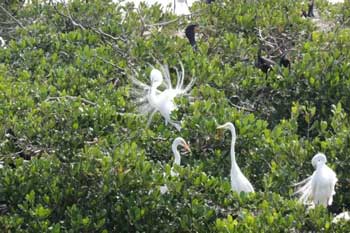 Le-Barge-Sightseeing-Cruise-Egrets