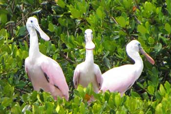 Le-Barge-Sightseeing-Cruise-Spoonbills