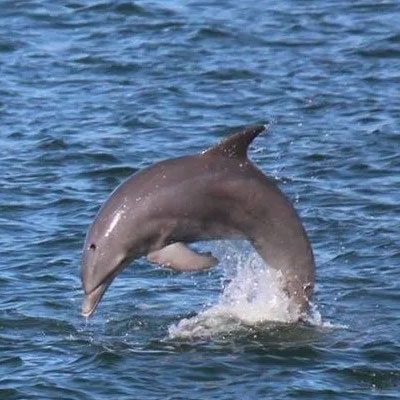 LeBarge-Tropical-Cruise-Dolphin-Manatee-Watch