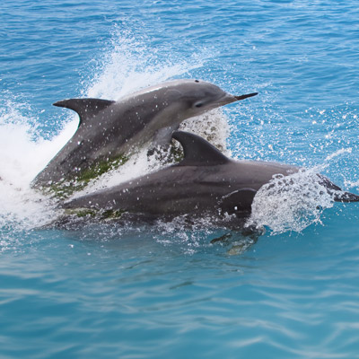 LeBarge-Tropical-Cruises-Sarasota-Dolphins