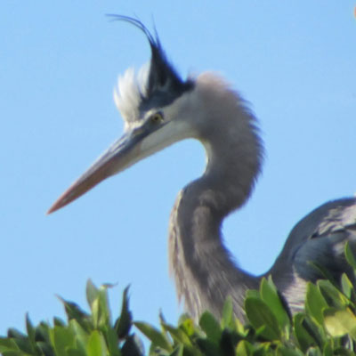 LeBarge-Tropical-Cruises-Sarasota-Heron