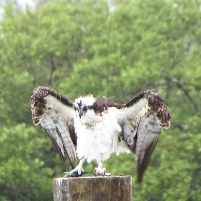 LeBarge-Tropical-Cruises-Sarasota-Osprey