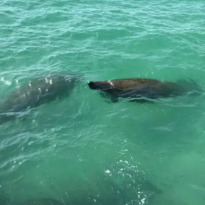 LeBarge-Tropical-Cruises-Sarasota-Sea-Life