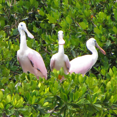 LeBarge-Tropical-Cruises-Sarasota-Spoonbill