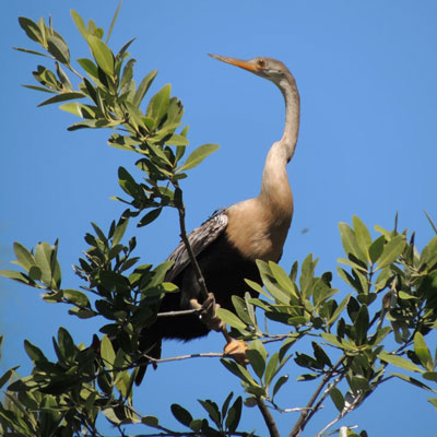 LeBarge-Tropical-Cruises-Sarasota-anhinga