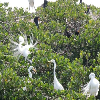 LeBarge-Tropical-Cruises-Sarasota-birds