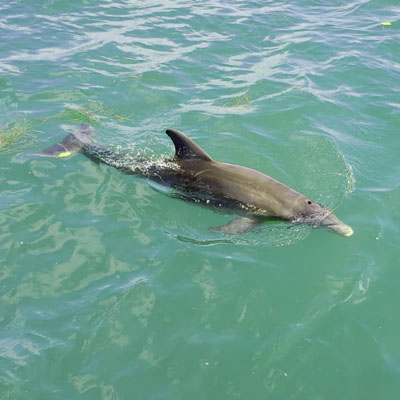 LeBarge-Tropical-Cruises-Sarasota-dolphin-swimming