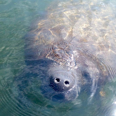 LeBarge-Tropical-Cruises-Sarasota-manatee-sighting