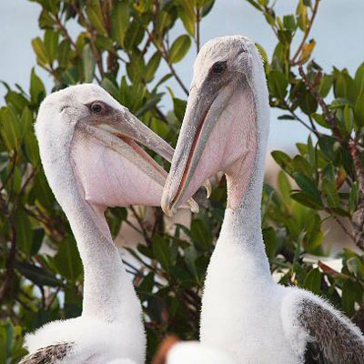 LeBarge-Tropical-Cruises-Sarasota-pelicans