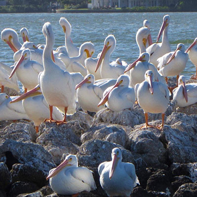LeBarge-Tropical-Cruises-Sarasota-white-pelicans