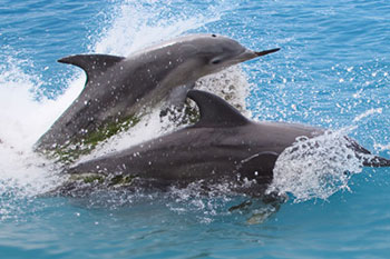 LeBarge-Tropical-Dolphin-Cruise