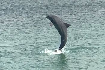LeBarge-Tropical-Dolphin-Jump-Cruise-Sarasota