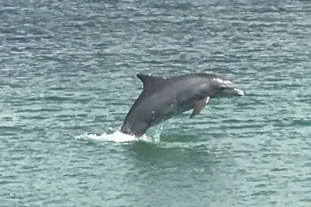 LeBarge-Tropical-Dolphin-Jump-Cruise