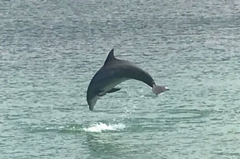 LeBarge-Tropical-Dolphin-Jump-Cruises-Sarasota