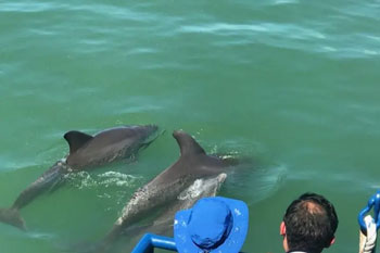 LeBarge-Tropical-Dolphin-Watch-Cruises