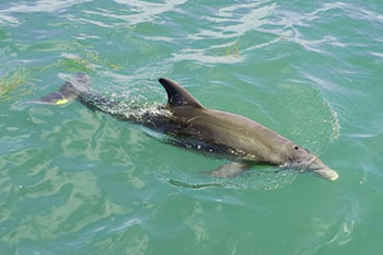 LeBarge-Tropical-Dolphins-Watch-Cruise