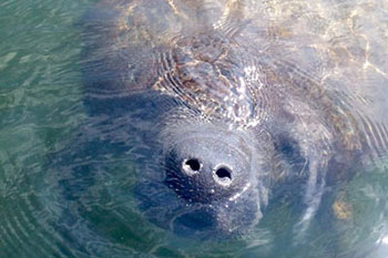 LeBarge-Tropical-Manatee-Cruise