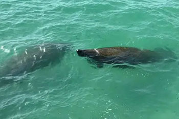 LeBarge-Tropical-Manatee-Watch-Cruise