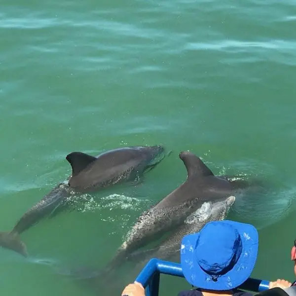 Dolphins swimming in the water in Sarasota